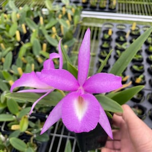 Bc Elizabeth 4n (Brassavola nodosa x Gurianthe skinneri) Blooming size cattleya brassavola Orchid hybrid. Fragrant.