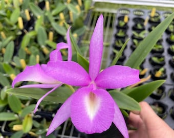 Bc Elizabeth 4n (Brassavola nodosa x Gurianthe skinneri) Blooming size cattleya brassavola Orchid hybrid. Fragrant.