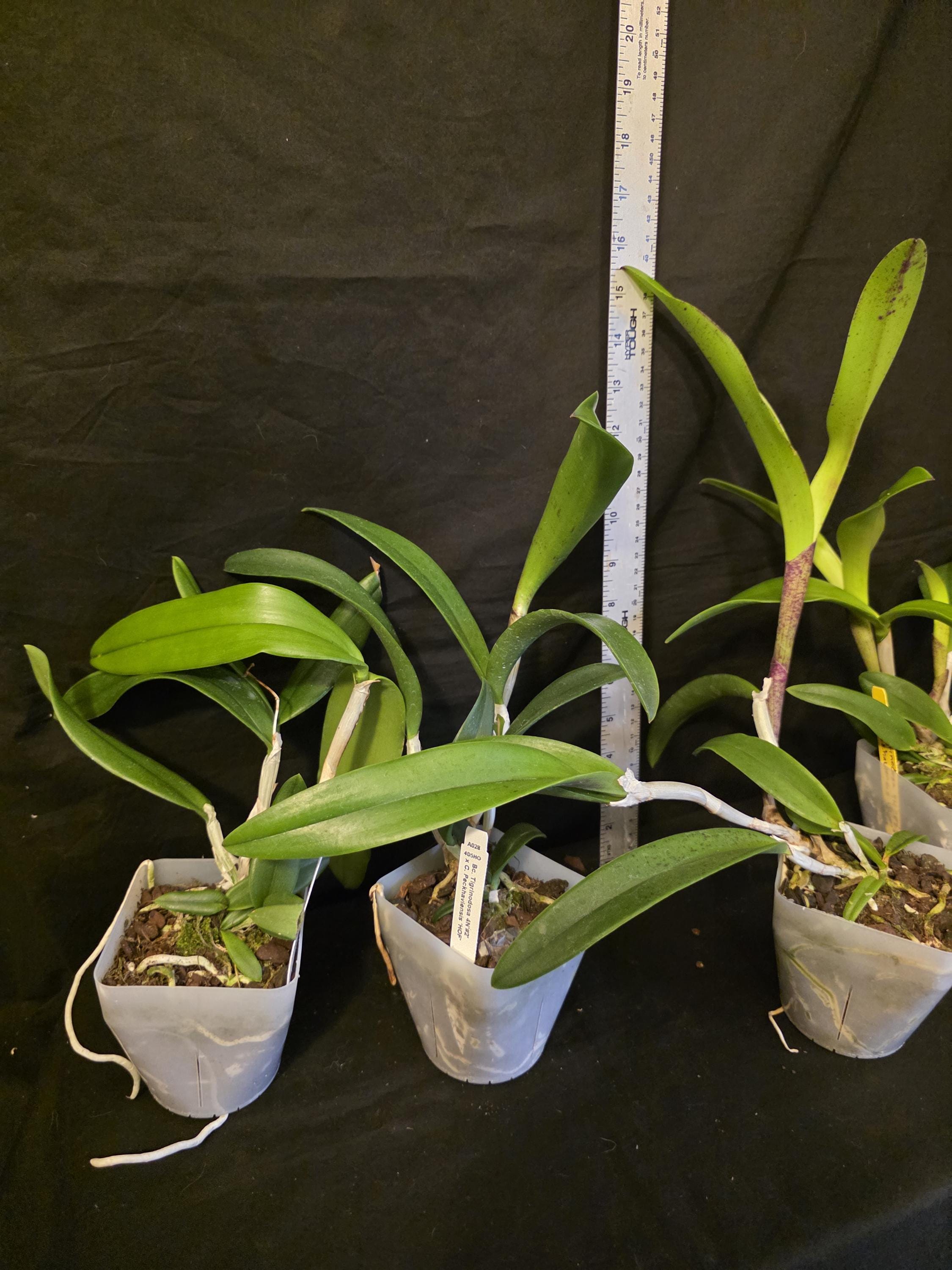 Bc Tigrinodosa 4N X C. Peckhaviensis 'HOF', Blooming Size