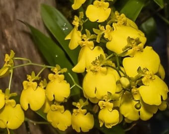 Oncidium Sweet Sugar 'Lemon Drop' HCC/AOS. In Spike bright yellow showers of blooms.