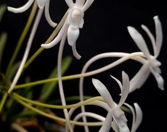 Vanda falcata (typo white variety) (falcata 'white flamingo x falcata 'tokunoshima') Blooming size miniature vanda. Highly fragrant.