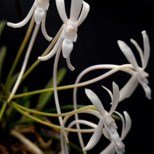 Vanda falcata (typo white variety) (falcata 'white flamingo x falcata 'tokunoshima') Blooming size miniature vanda. Highly fragrant.