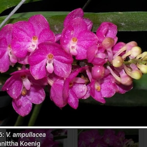 Vanda ampullaceum. Miniature compact vanda orchid species.