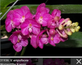 Vanda ampullaceum. Miniature compact vanda orchid species.