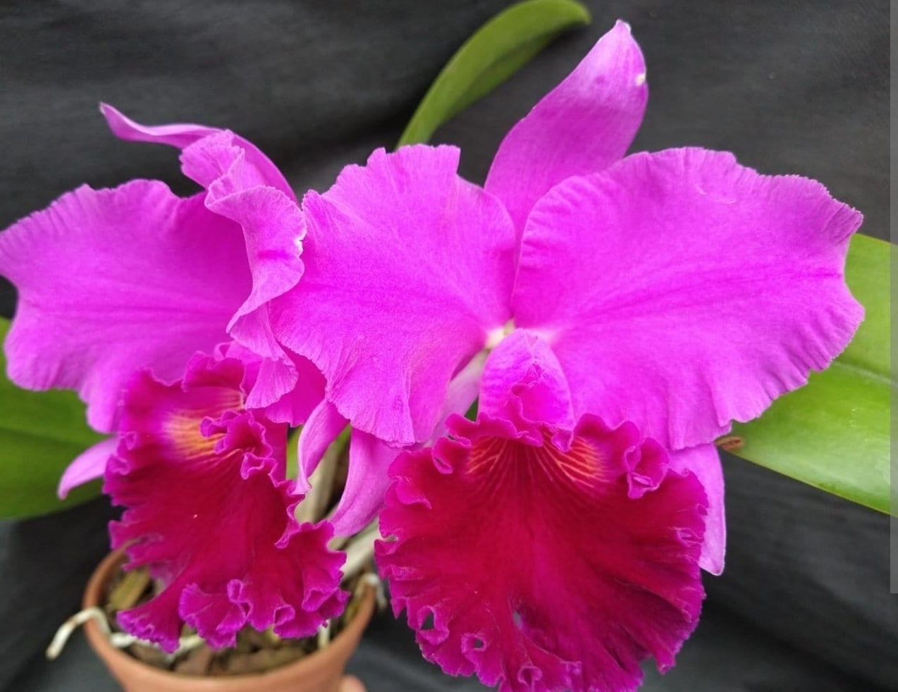 Híbrido de orquídea Cattleya Rlc Amy Wakasugi 'NN', quase em tamanho de floração. Flores grandes e perfumadas de lavanda. Vasos de 8,9 cm.