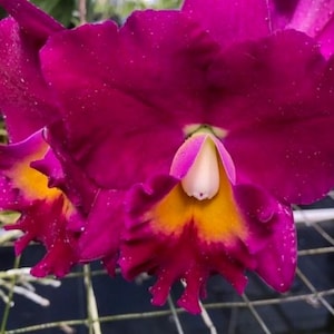 May include: Close-up of a vibrant orchid flower with deep magenta petals and a bright yellow and white center. The petals have a ruffled edge and are covered in tiny water droplets, suggesting recent watering.