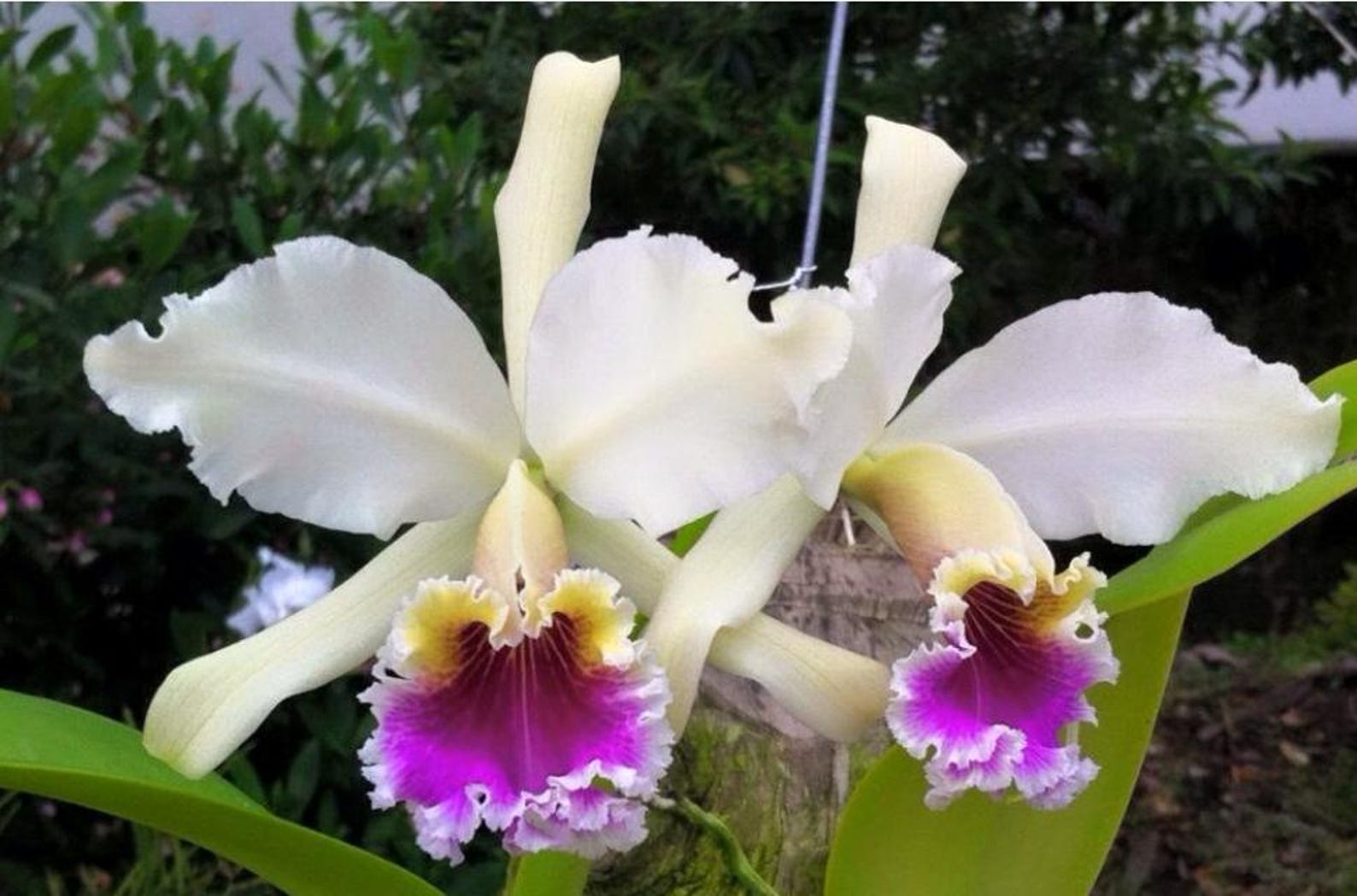 Cattleya Rex '#2' X Self Near Blooming Size, Highly Sought After ...