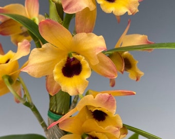 Dendrobium Oriental Smile 'Butterfly' Large blooming size Nobile Dendrobium in bud.