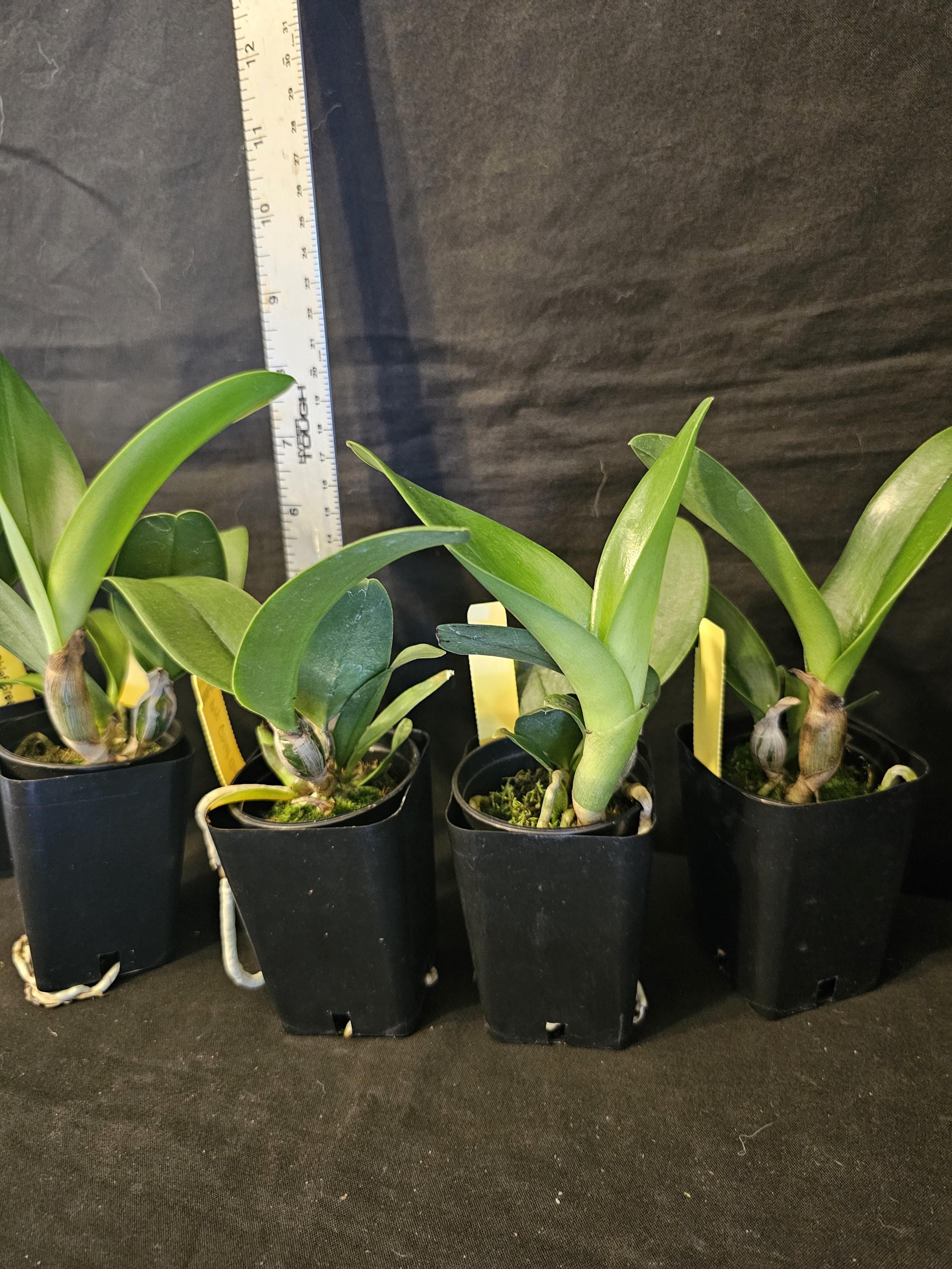 Pry Chief Green Sky 'peanut' Compact/miniature Cattleya Orchid