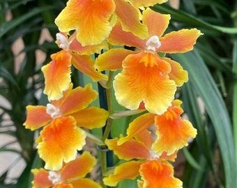 Osp. Brazilian sun 'Samba' Blooming size oncidium type orchid clone in spike.
