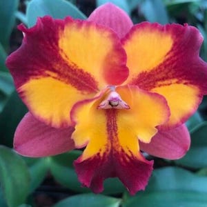 Pot Burana Fire 'Momilani' blooming size cattleya orchod clone. Beautiful peloric blooms.