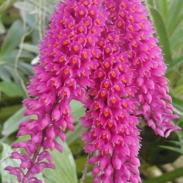 Dendrobium secundum. Bottle brush orchid. Blooming size Dendrobium Orchid species. Rarely found in collections.