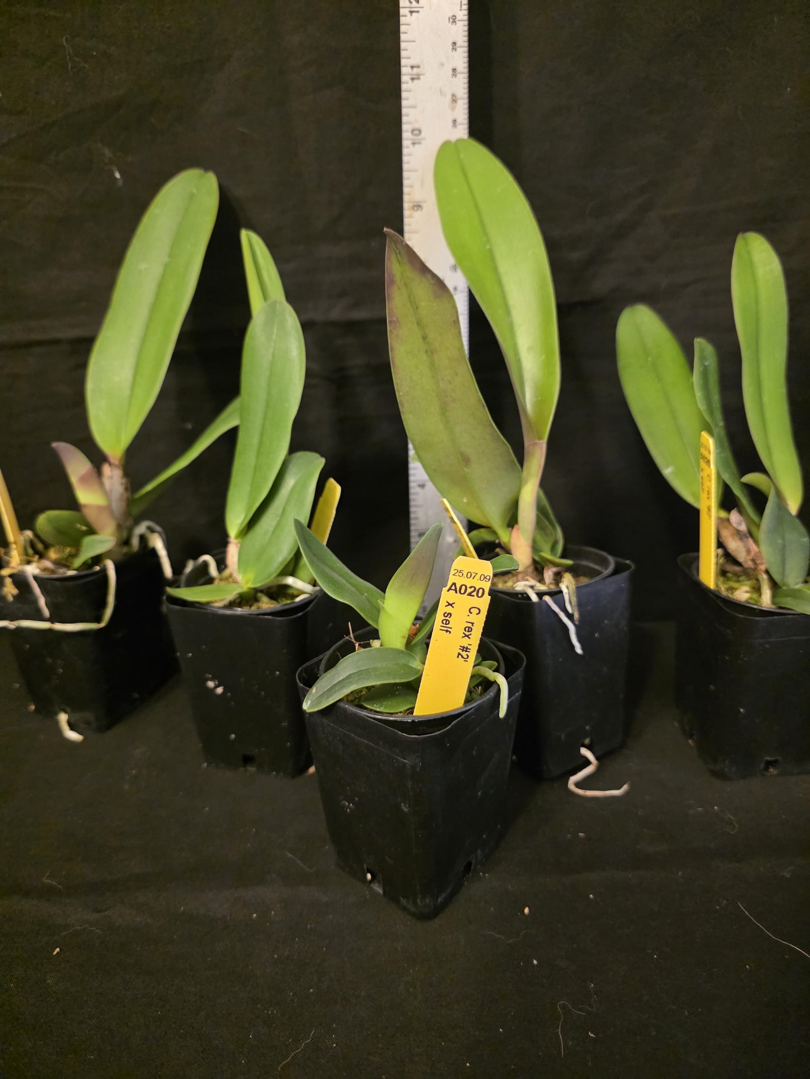 Cattleya Rex '#2' X Self Near Blooming Size, Highly Sought After ...