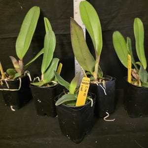 Cattleya Rex '#2' X Self Near Blooming Size, Highly Sought After ...