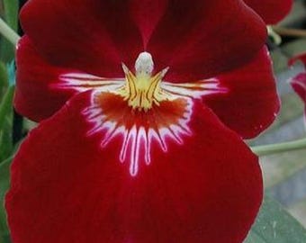Black Orchids , Fragrant, Fdk. After Dark FCC/AOS . the Orchids