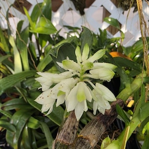 May include: Close-up of a white orchid with green accents. The orchid has multiple blooms and is surrounded by green leaves. The flower is in focus, with water droplets visible on the petals. The stem is brown and textured.
