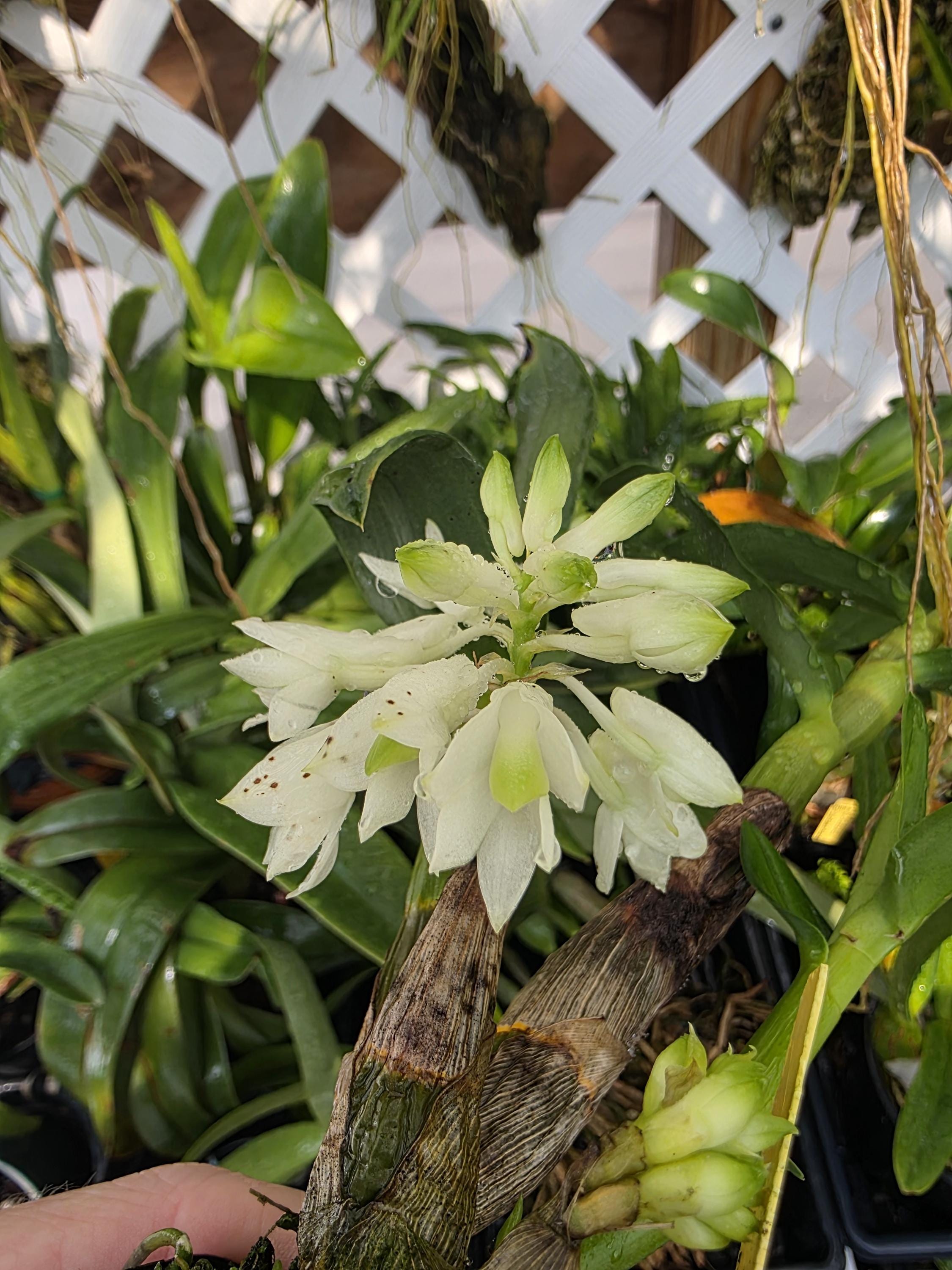 Dendrobium Hsinying Smile 'mont Blanc' Blooming Size Dendrobium