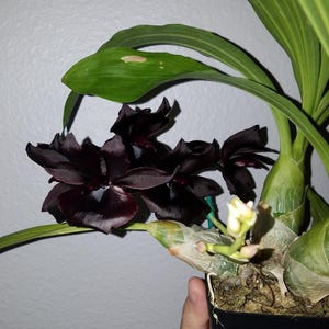 May include: A Fredclarkeara After Dark orchid plant featuring deep, dark purple to black flowers with a velvety texture. The plant has long green leaves, bulbous pseudobulbs, and a small stem with developing light-colored flower buds in a black pot.