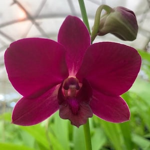 Dendrobium Panama Red. Blooming size dendrobium orchid. Long lasting beautiful deep red blooms.