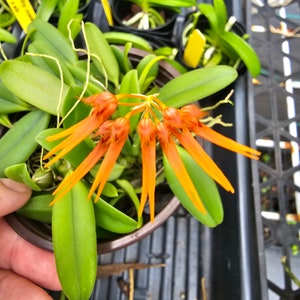 Bulbophyllum electrinum var calvum x sib. Blooming size miniature Bulbophyllum orchod species. image 2