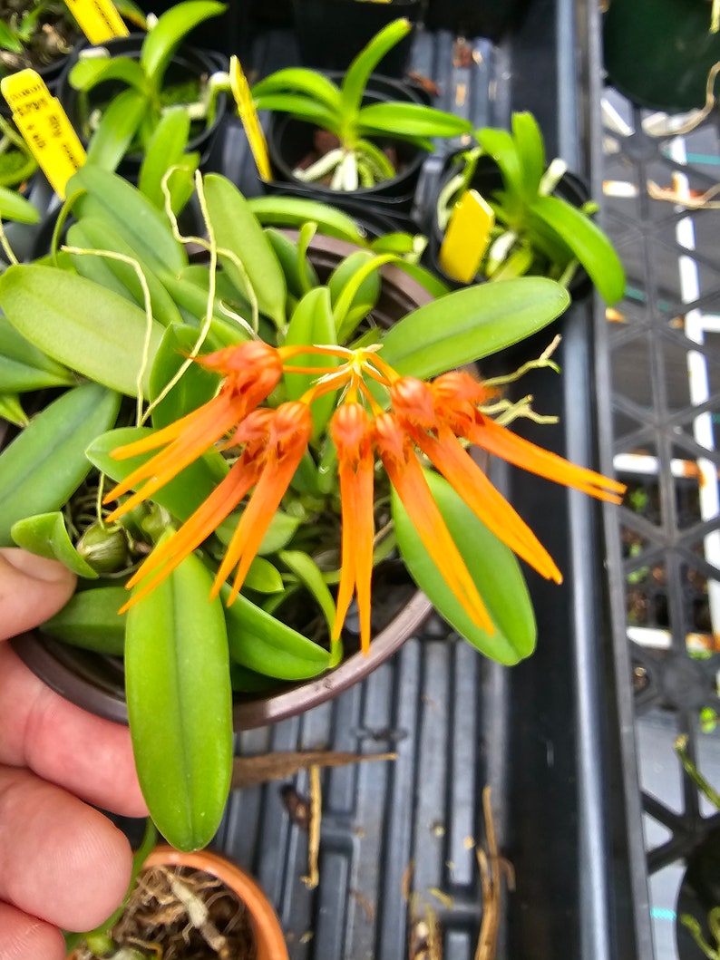 Bulbophyllum electrinum var calvum x sib. Blooming size miniature Bulbophyllum orchod species. image 2