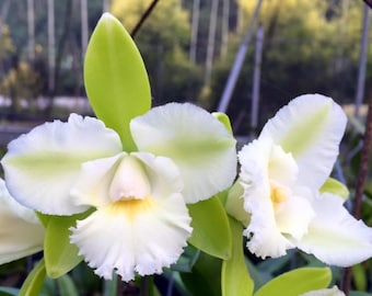 Rlc Siam Jade &#39;SVO&#39;, clone de Cattleya em tamanho florido e belo. Flores verdes e brancas perfumadas.