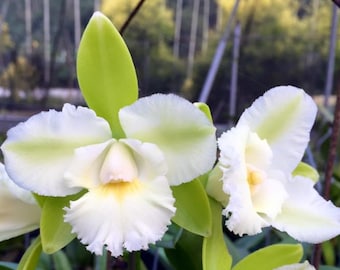 Rlc Siam Jade 'SVO' Beau clone de Cattleya en floraison. Fleurs vertes et blanches parfumées