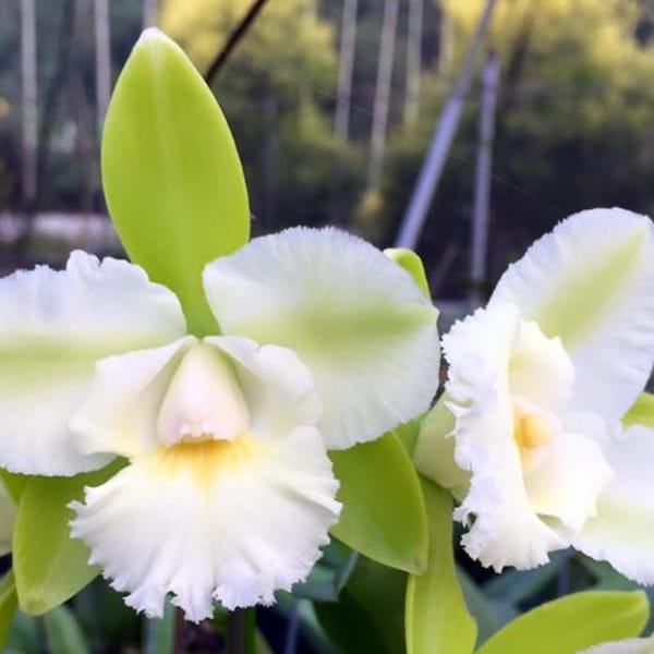 Rlc Siam Jade 'SVO' Blooming size beautiful cattleya clone. Fragrant green and white blooms