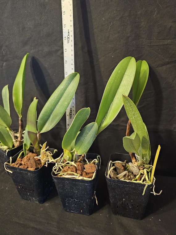 Rlc Duh's Fantasy 'mellow' FCC/AOS Near Blooming Size Cattleya
