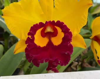 Rlc Liu's Joyance 'Great Horn' Blooming size cattleya orchid clone. Fragrant large yellow blooms.