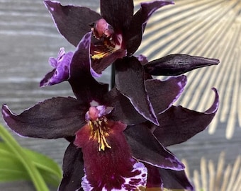 Vuyl Melissa Brianne &#39;Dark&#39; IN SPIKE Blooming size oncidium type orchid clone. Beautiful Dark purple blooms.