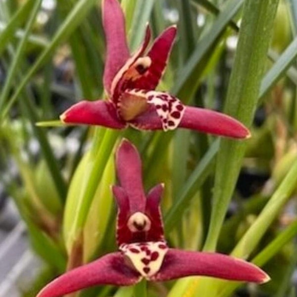 Maxillaria tenuifolia 'Green Valley' typical red/maroon color form. Coconut orchid