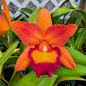 May include: Close-up of a vibrant orange orchid flower with red accents. The flower has a yellow and red center, surrounded by green leaves. The background includes a white lattice and other green foliage.