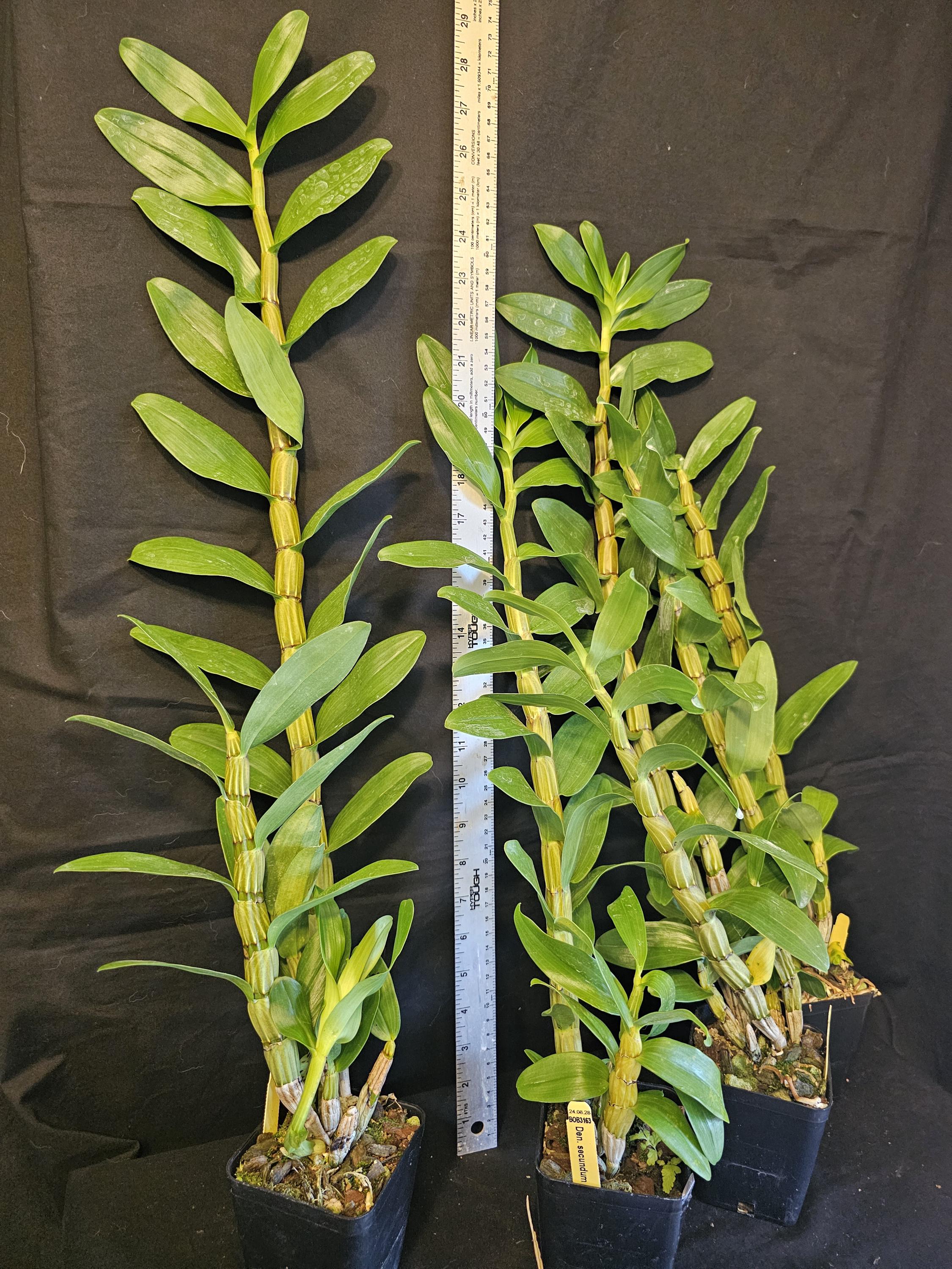 Dendrobium Secundum Alba X 'red'. Toothbrush Orchid. Large Plants