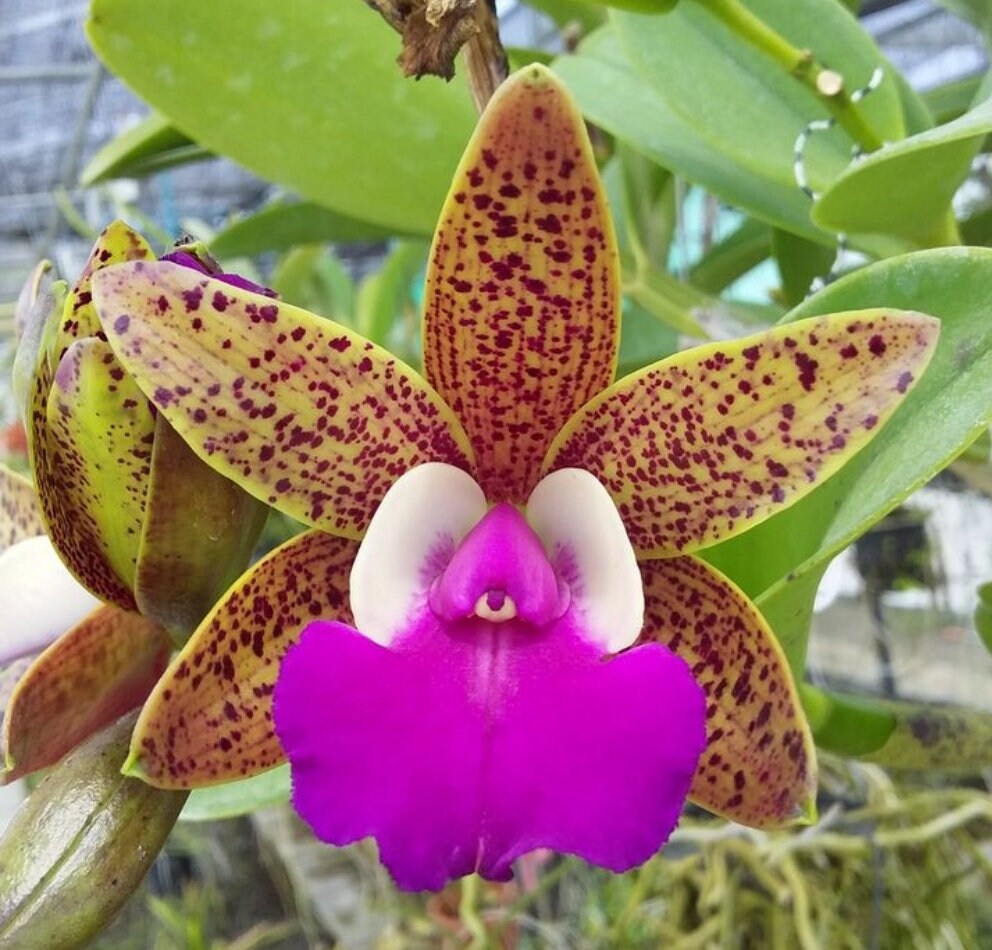 Cattleya orchid sale for sale