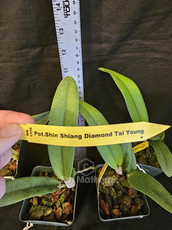 じ*ん様 SIAM SHADE Inheritance of the Soul SIAM SHADE X ~The Perfect Collection~ - SIAM SHADE | vkgy