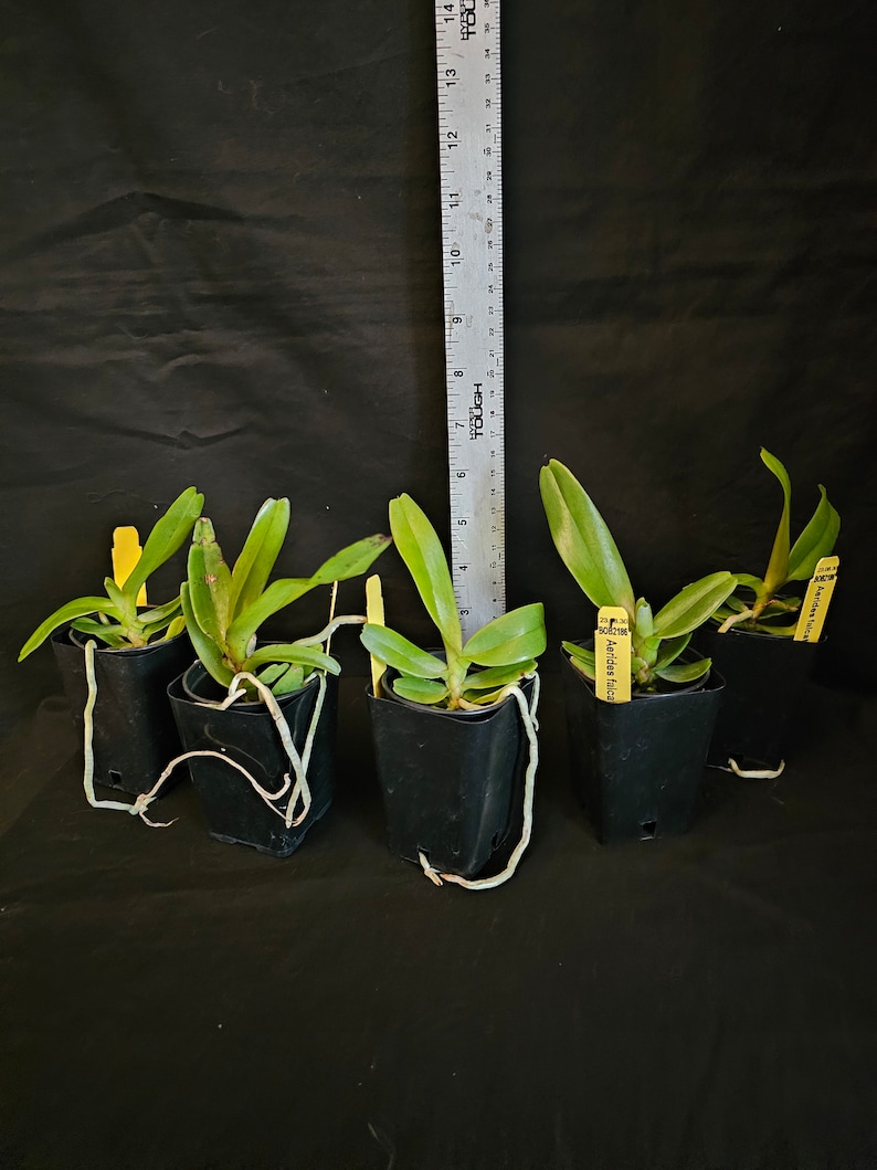 Aerides falcata. Non blooming size vanda type orchid species. Fragrant pendulous bloom spikes. image 7