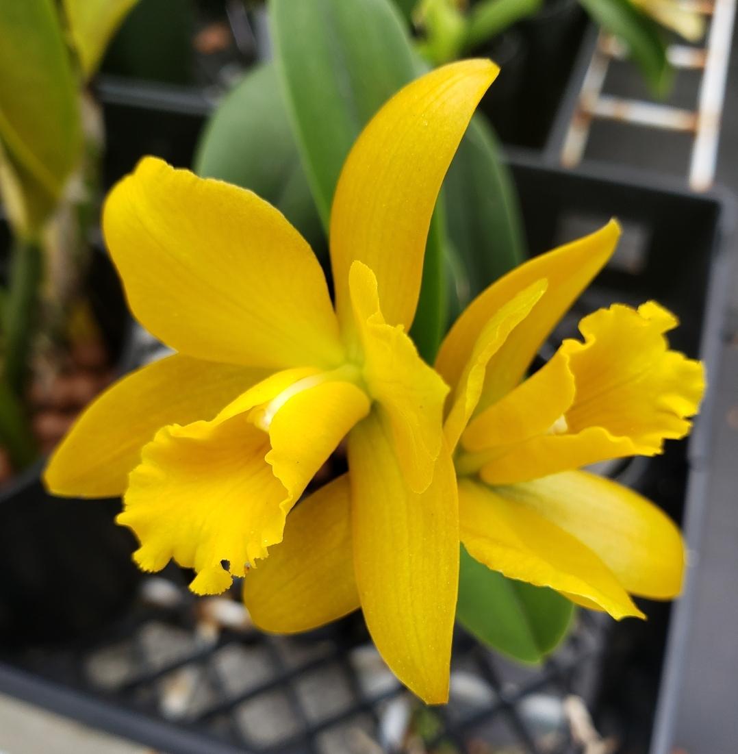 Rlc Golden Chieftain 'akukii' Blooming Size Beautiful Bright