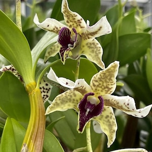 May include: Close-up of two orchids with white petals, speckled with brown and yellow. The center of each flower is a deep purple. Green leaves and stems provide a natural backdrop.
