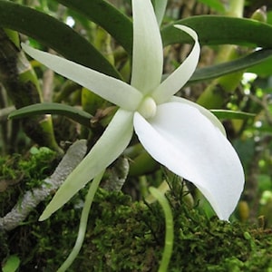 Angraecum didieri. Blooming size Angraecum orchid species. Fragrant pure white blooms.