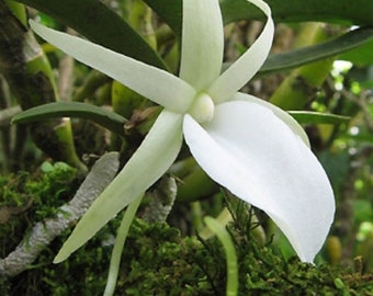 Angraecum didieri. Blooming size Angraecum orchid species. Fragrant pure white blooms.