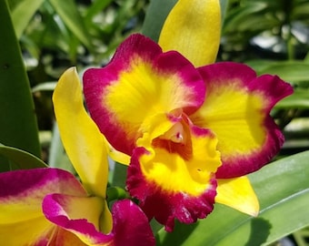 Rlc Shin Shiang Diamond &#39;Tai Young&#39; clone de orquídea Cattleya quase em tamanho de floração. Flores pelóricas perfumadas.