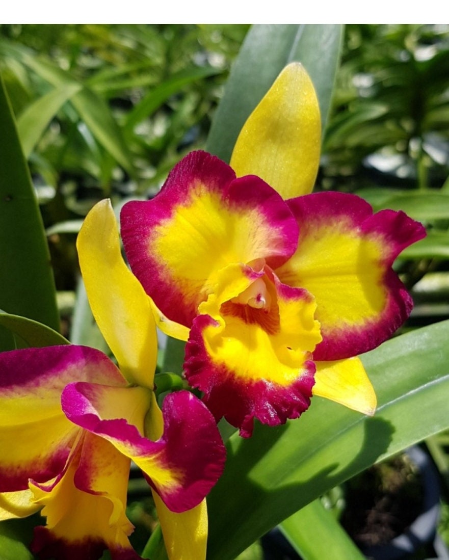 Rlc Shin Shiang Diamond 'tai Young' Near Blooming Size