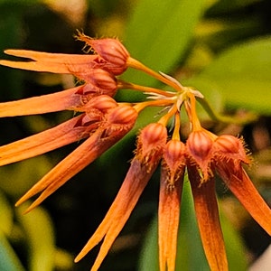 Bulbophyllum electrinum var calvum x sib. Blooming size miniature Bulbophyllum orchod species. image 1