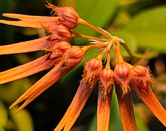 Bulbophyllum electrinum var calvum x sib. Blooming size miniature Bulbophyllum orchod species.