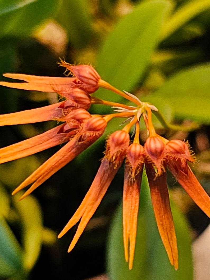 Bulbophyllum electrinum var calvum x sib. Blooming size miniature Bulbophyllum orchod species. image 1