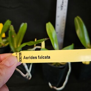 Aerides falcata. Non blooming size vanda type orchid species. Fragrant pendulous bloom spikes. image 4