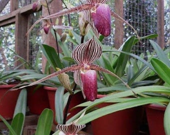 Paphiopedilum rothschildianum 'Dazzler Buff' x rothschildianum 'Red Baron x Wide Horizon) near blooming size multifloral paph species