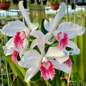May include: A cluster of Cattleya orchids featuring large, pristine white petals and sepals. Each flower displays a prominent, ruffled labellum with a vibrant, deep pink center that transitions into delicate white striations toward the edges.