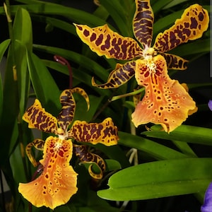 May include: Two vibrant orange and brown orchids with spotted petals. The orchids have dark brown and yellow markings on their petals.